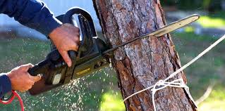 How Our Tree Care Process Works  in  Hidden Hills, CA