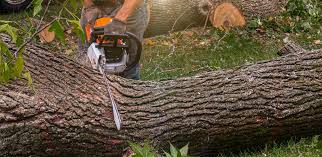 Best Arborist Consultation Services  in Hidden Hills, CA